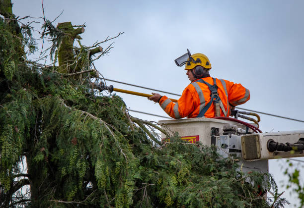 Professional Tree Services in Proctor, VT