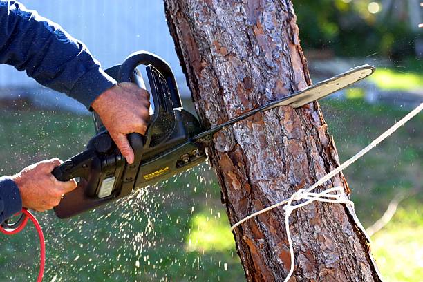 How Our Tree Care Process Works  in  Proctor, VT